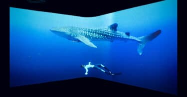 Visit Hong Kong to be protected by Dancing Jellyfish 2 Travel & Tourism News – Global, Trusted, Independent Shark | eTurboNews | eTN