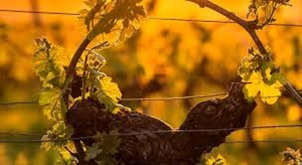 , Izogibajte se skrbem glede vina. Bodite srečni in pijte Bordeaux Les Legendes, eTurboNews | eTN