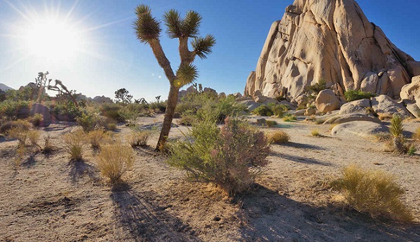 joshuatree | eTurboNews | eTN