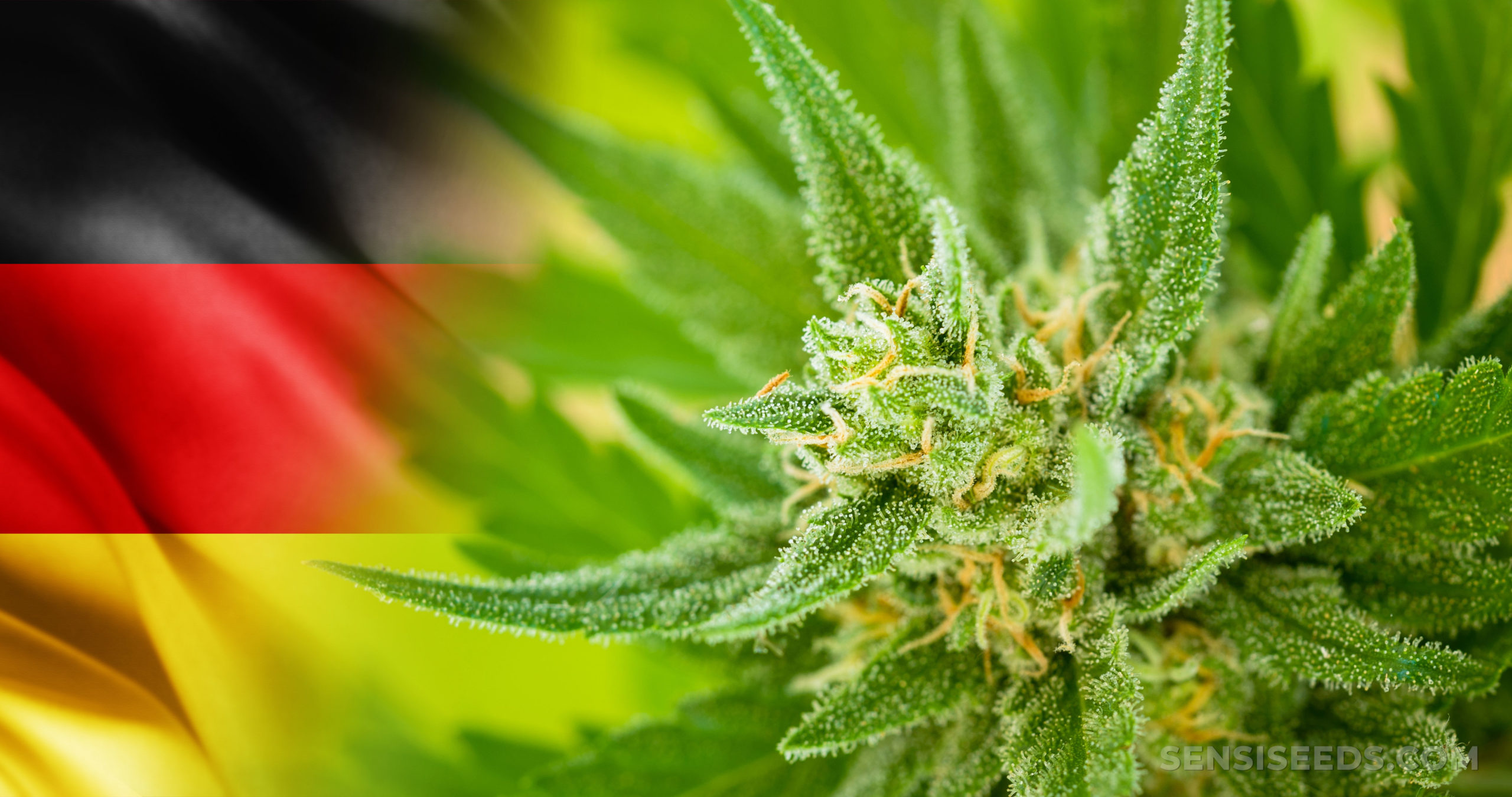 New German government will legalize marijuana consumption