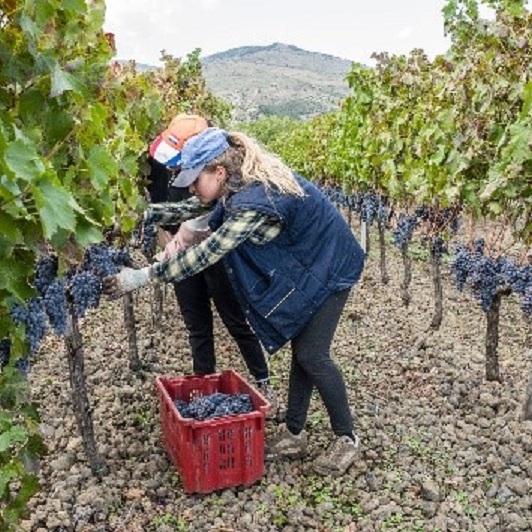 , Itálie bohatá na víno Nic nového: Hrozny jsou původní, eTurboNews | eTN
