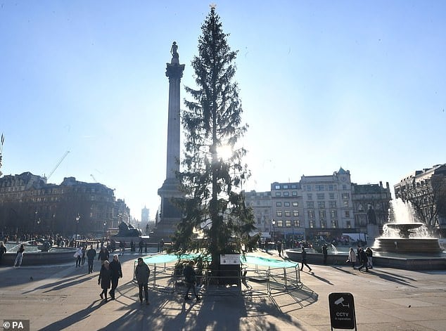 Norveška: Na trgu Trafalgar v Londonu ni novega božičnega drevesa