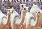 Camellos con Botox prohibidos en el concurso de belleza de camellos de Arabia Saudita