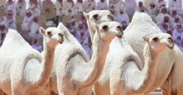 Камили со ботокс забранети од саудиски натпревар за убавина на камили
