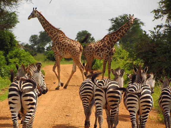 , Parques Nacionais da Tanzânia: Fortes Protetores da Vida Selvagem e do Turismo, eTurboNews | eTN