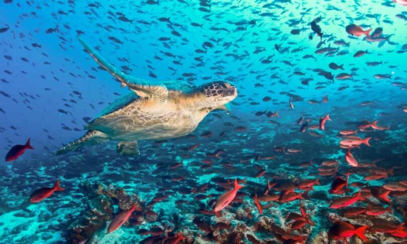 Opat nagara formalize "Samudra Jalan Raya" di Kapuloan Galapagos