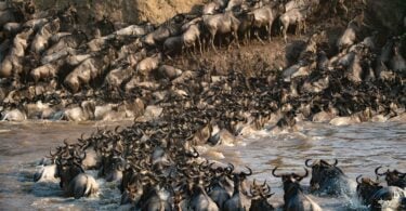 야외 활동 애호가를 위한 최고의 목적지로 선정된 탄자니아 국립공원
