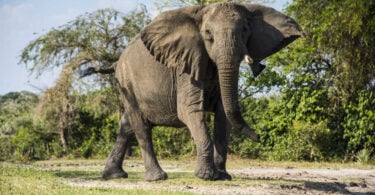 Ugandas Murchison Fallsi rahvuspargis tappis elevant Saudi Araabia turisti