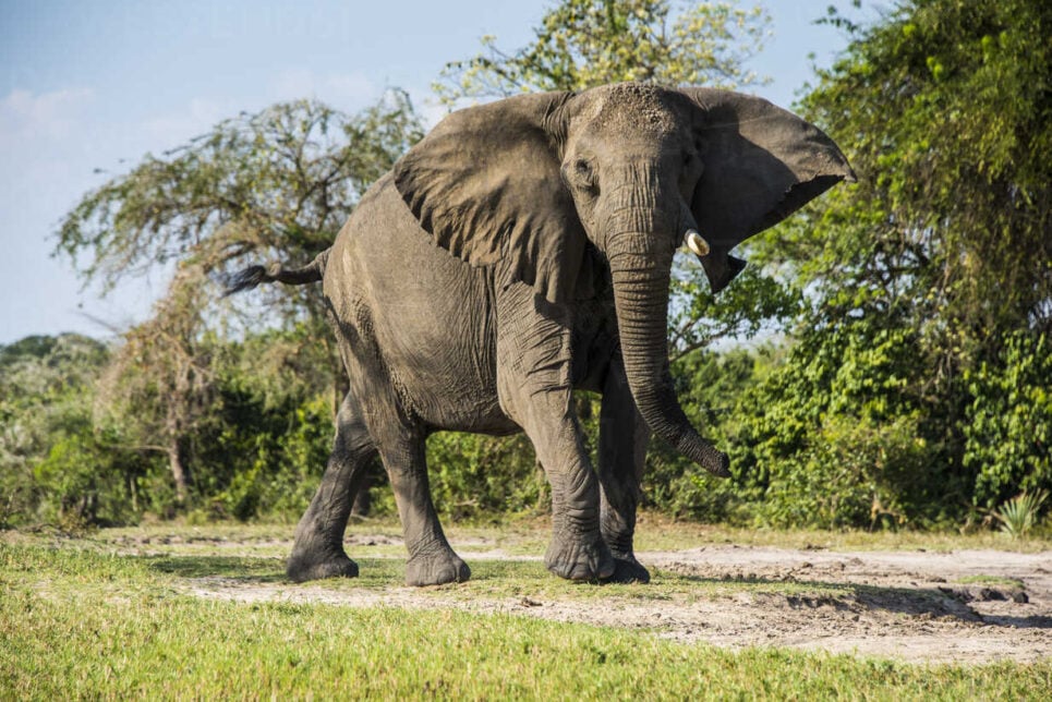 Саудаўскі турыст забіты слонам у нацыянальным парку Мёрчысан-Фолс ва Угандзе