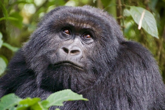Rwanda Image courtesy of Jeffrey Strain from