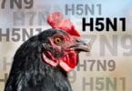 Pahin epidemia: Uusi lintuinfluenssaepidemia Alankomaissa