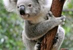 در حال حاضر کوالاها رسماً گونه های در خطر انقراض در استرالیا هستند