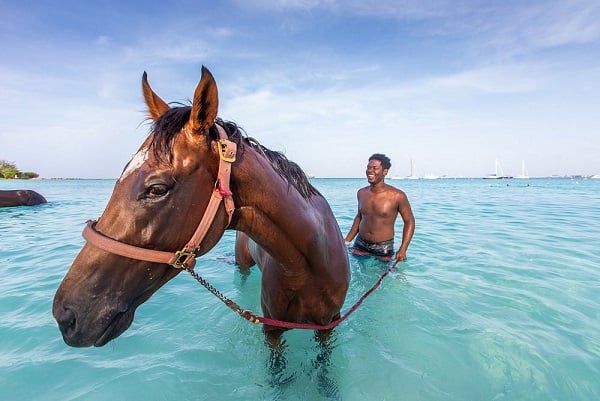 Cavalos de barbados na praia | eTurboNews | eTN