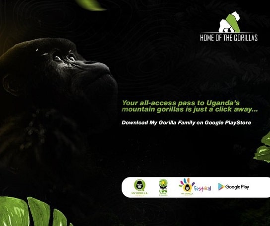 Familia mea de gorile | eTurboNews | eTN