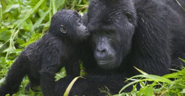 gorillamumandbaby 3 | eTurboNews | eTN