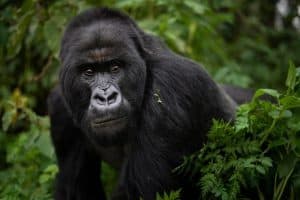 Bilde med tillatelse av Silverback Gorilla Safaris e1648157502130 | eTurboNews | eTN