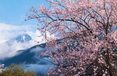 Songtsam 2 شکوفه های هلو در برابر کوه برفی e1648154548955 | eTurboNews | eTN