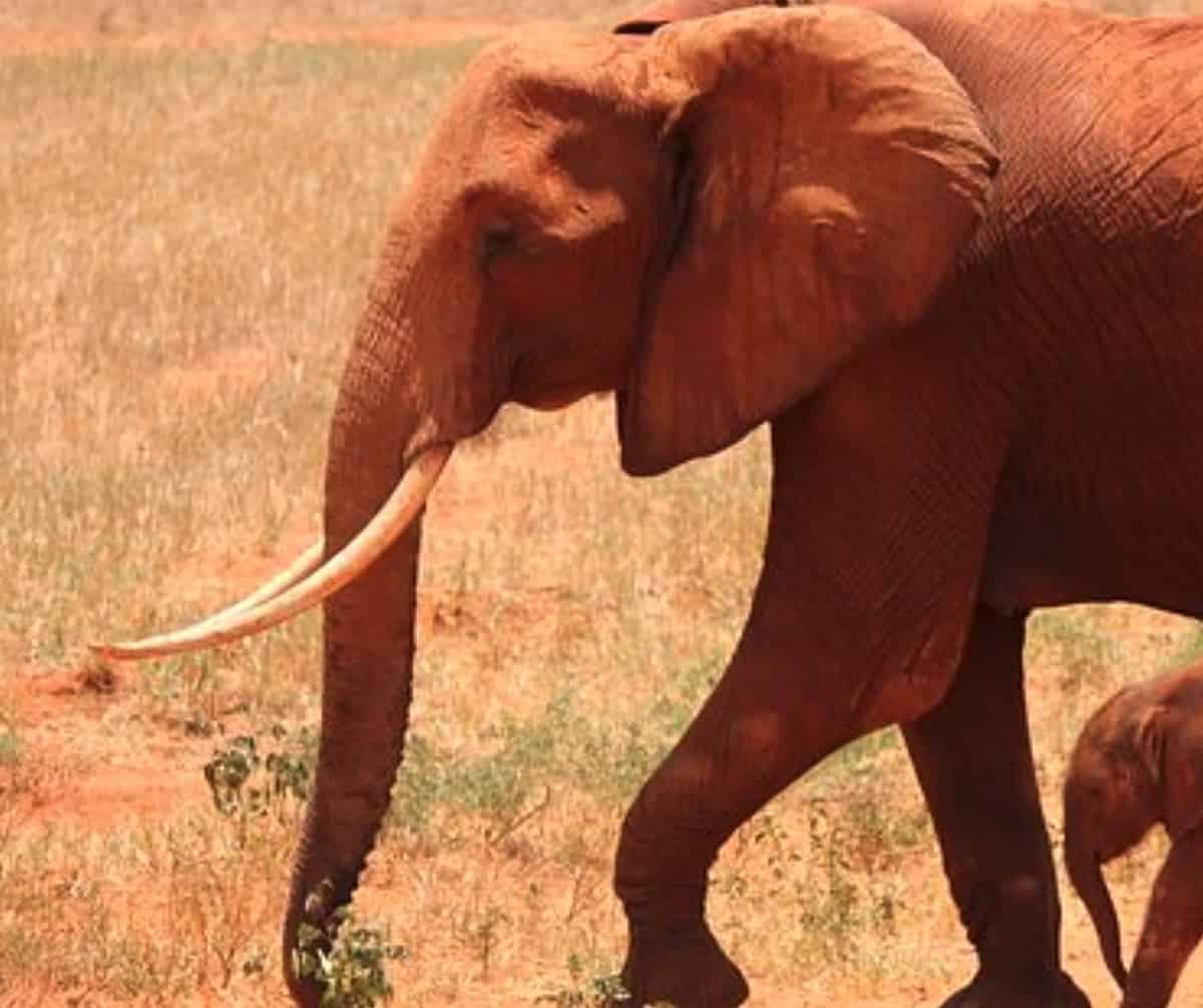 ελέφαντας | eTurboNews | eTN