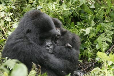 image courtesy of ugandagorillassafari.com scaled e1647639932326 | eTurboNews | ኢ.ቲ.ኤን