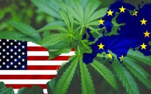 Америкалыктар марихуана үчүн Европага барышмак