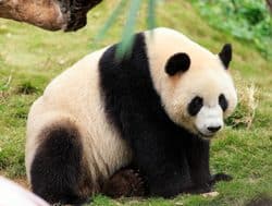 Giant Panda | eTurboNews | eTN