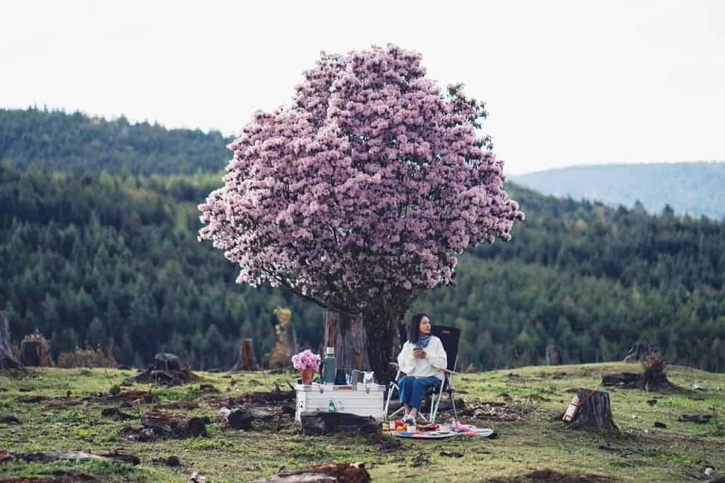 Slika za piknik u polju Shangri la azalea zahvaljujući Songtsam Hotels | eTurboNews | etn