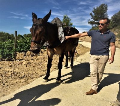 Occitanie Formed: Dynamic Wine with an Interesting History