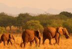 keňa safari 14 | eTurboNews | eTN