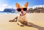 Top 5 pet-friendly Mexican-Caribbean vacation destinations