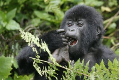 , Gorilla Trekking in Rwanda: Helpful Tips for First Time Travelers, eTurboNews | eTN