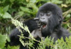 gorillatrekking scaled e1657827298912 | eTurboNews | eTN