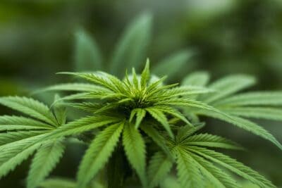 , Growing Marijuana: Understanding the Different Types of Seeds, eTurboNews | eTN