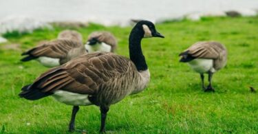 鵝| eTurboNews | 電子網