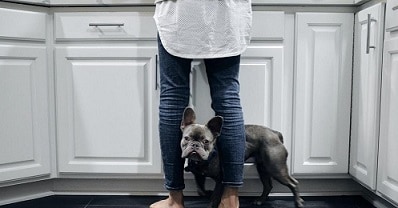, Is pet insurance worth it?, eTurboNews | eTN