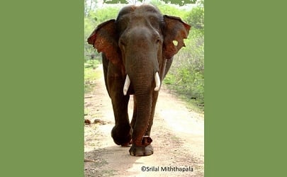 , Celebrating World Elephant Day, eTurboNews | eTN