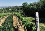 ワイン、乳飲み子、イタリア .1 | eTurboNews | | eTN