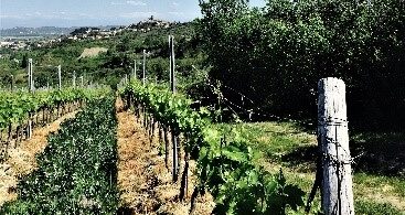 Вино.Кучене.Италия .1 | eTurboNews | eTN