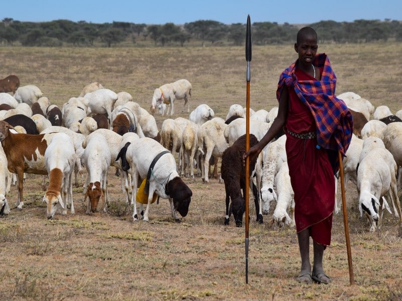 Masajský pastier