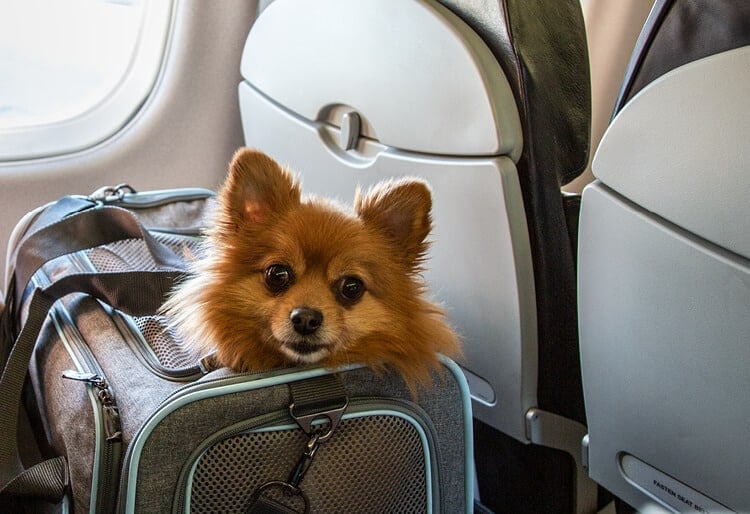 , Top tips for air travel with pets, eTurboNews | eTN