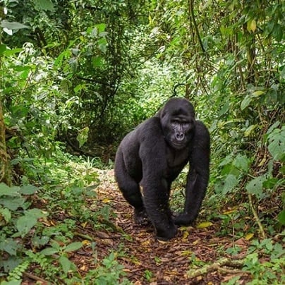 , Rwanda Tourism Week beginning soon, eTurboNews | eTN