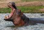 Two-year-old boy swallowed by hippo in Uganda survives ordeal