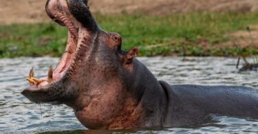 Двегодишно момче, погълнато от хипопотам в Уганда, оцеля след изпитание