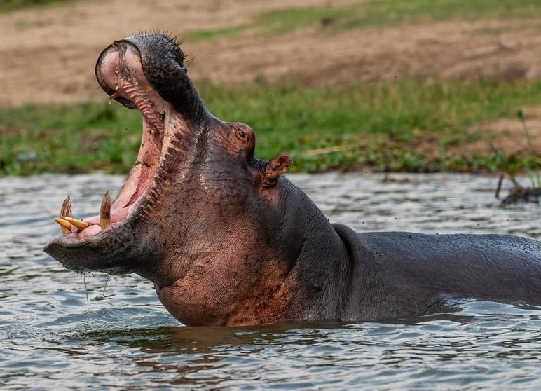 Two-year-old boy swallowed by hippo in Uganda survives ordeal