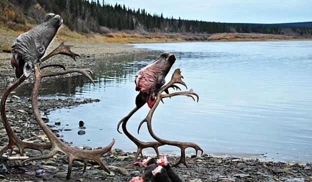 , Kanadanın ən soyuq yerlərini kəşf etmək: TripSupport.ca ilə Qış Macərası, eTurboNews | eTN