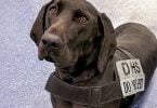 TSA's sødeste hund fra 2023 arbejder i Las Vegas lufthavn