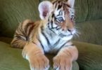 , Tiada Lagi Singa dan Gator: Uzbekistan Mengharamkan Haiwan Peliharaan Eksotik, eTurboNews | eTN