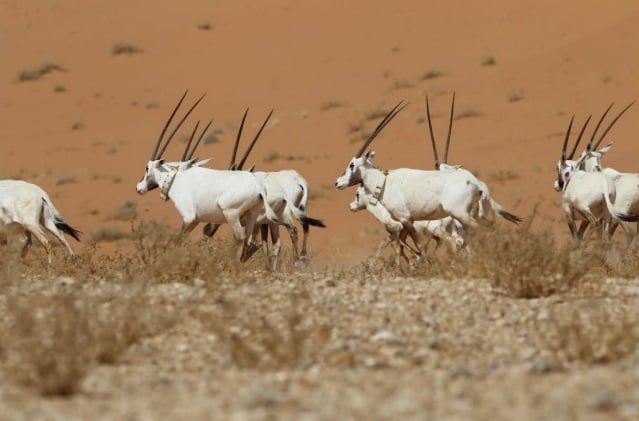 Uruq Bani Ma‘arid Reserve in Saudi Arabia - image courtesy of National Center for Wildlife