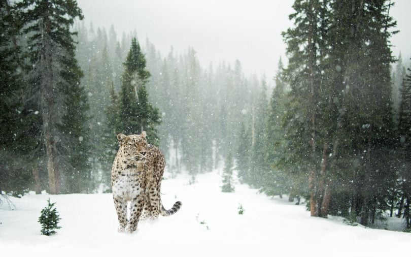 Snow Leopards in Bhutan | Representational Image by Pixabay via Pexels