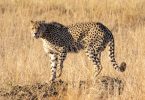 Indien: To geparder frigivet i Kuno National Park Tourist Zone