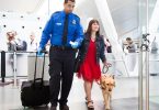 Stress-Free Travel With Service Dog